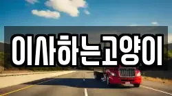 이사하는고양이