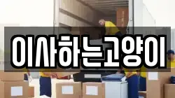 이사하는고양이