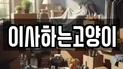 이사하는고양이