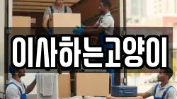 이사하는고양이