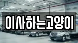 이사하는고양이