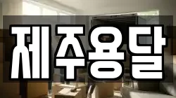 제주용달