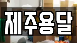제주용달